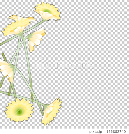 雛菊 雛菊 126882740