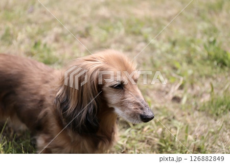 庭をノーリードで歩いているシニアのミニチュアダックス 庭をノーリードで歩いているシニアのミニチュアダックス 126882849