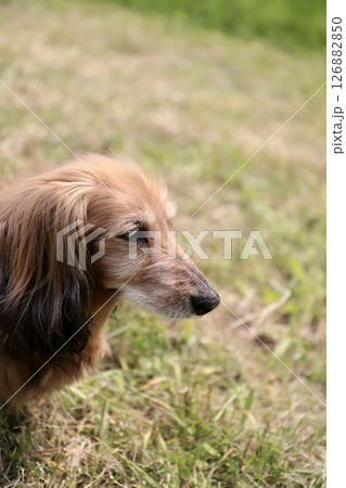 庭をノーリードで歩いているシニアのミニチュアダックス 庭をノーリードで歩いているシニアのミニチュアダックス 126882850