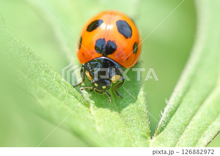 ナナホシテントウムシ（七星天道虫） 126882972