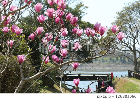 神社に咲く満開のハクモクレン 126883066