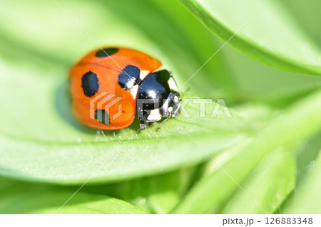 ナナホシテントウムシ（七星天道虫） 126883348