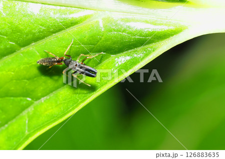 ヤサアリグモ（オス） 126883635