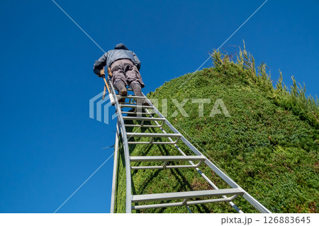 庭師　植木屋 126883645