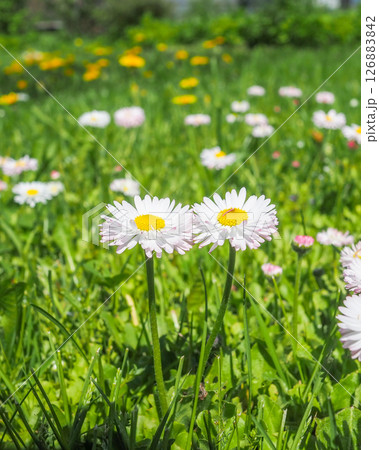 Daisy (Bellis perennis) flowers in a meadow on a sunny summer day 126883842
