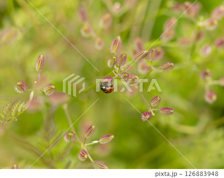 オヤブジラミとナナホシテントウ 126883948
