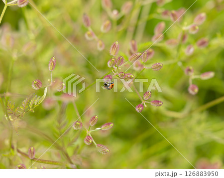 オヤブジラミとナナホシテントウ 126883950