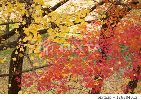 紅葉したモミジと黄色のイチョウの葉 紅葉したモミジと黄色のイチョウの葉 126884012