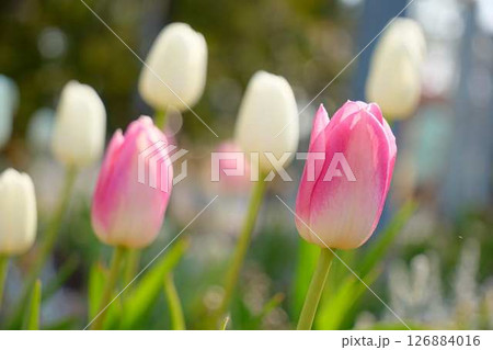 春のカラフルなチューリップの花畑 126884016