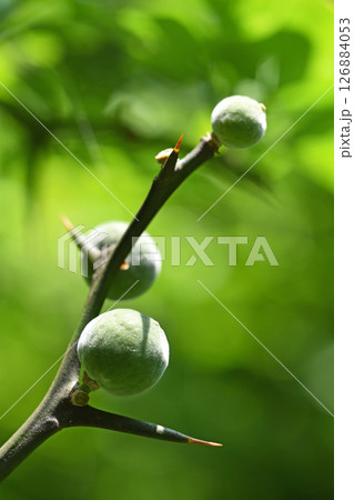 カラタチの若い実 126884053