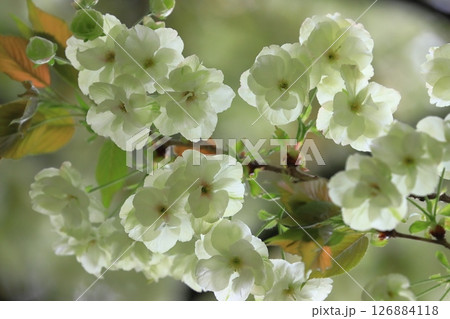 薄緑色の桜 うこんの桜 鬱金 鬱金桜 桜 満開の鬱金 薄緑色の桜 うこんの桜 鬱金 鬱金桜 桜 満開の鬱金 126884118