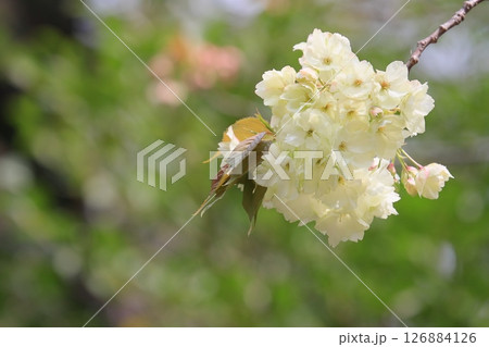薄緑色の桜　うこんの桜　鬱金　鬱金桜　桜　満開の鬱金 126884126
