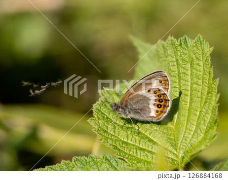 シロオビヒメヒカゲ 126884168