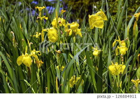 キショウブ（黄菖蒲） 126884911