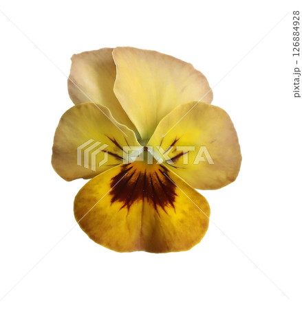 Closeup of bright yellow beige pansy flower with yellow centre isolated on transparent background. Edible flower. Decorative natural floral element. Flat lay, top view. Garden plant. 126884928