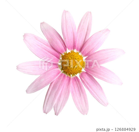 Closeup of pink daisy flower with yellow centre. Delicate petals isolated on transparent background. Marguerite daisy, Argyranthemum frutescens. Chrysanthemum. Decorative natural floral element. Closeup of pink daisy flower with yellow centre. Delicate petals isolated on transparent background. Marguerite daisy, Argyranthemum frutescens. Chrysanthemum. Decorative natural floral element. 126884929