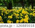黄菖蒲の群生 126885018