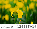 黄菖蒲 126885019
