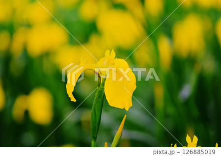 黄菖蒲 黄菖蒲 126885019