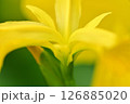 柔らかい黄菖蒲の花 126885020