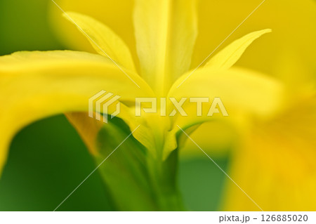 柔らかい黄菖蒲の花 柔らかい黄菖蒲の花 126885020