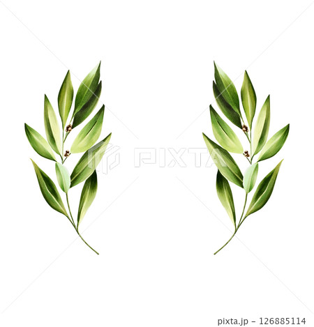 Green bay leafs logo. Watercolor hand drawn Branch of laurel, olive illustration isolated on transparent background. For designers, menu, decoration, food blog, ecofriendly branding. Healthy 126885114