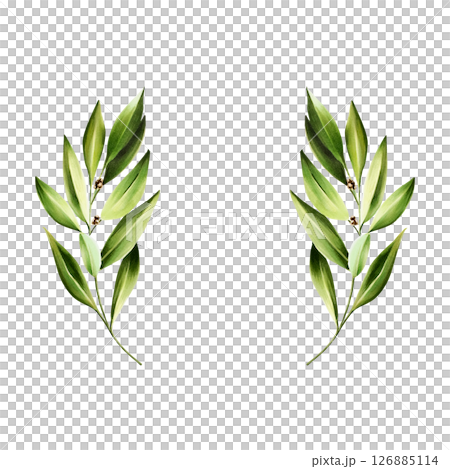 Green bay leafs logo. Watercolor hand drawn Branch of laurel, olive illustration isolated on transparent background. For designers, menu, decoration, food blog, ecofriendly branding. Healthy 126885114