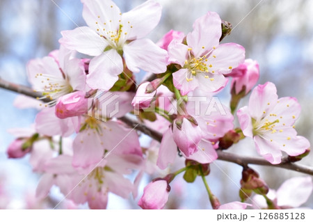 サクラの花 126885128