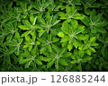 雨粒に濡れた美しい緑の葉のパターン 126885244