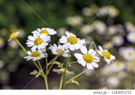 フィーバーフュー（ナツシロギク） 126885252