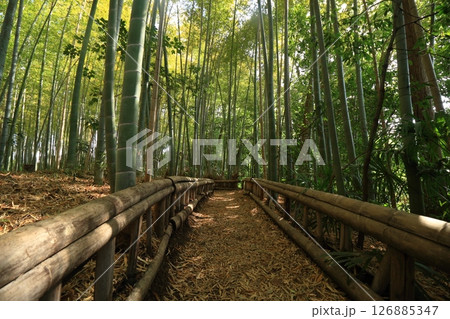 手入れの行き届いた竹林　竹林公園 126885347