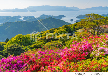 (長崎県)長串山公園 満開のツツジの向こうに北九十九島 (長崎県)長串山公園 満開のツツジの向こうに北九十九島 126885356