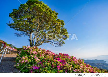 (長崎県)長串山公園 満開のツツジの向こうに北九十九島 (長崎県)長串山公園 満開のツツジの向こうに北九十九島 126885358