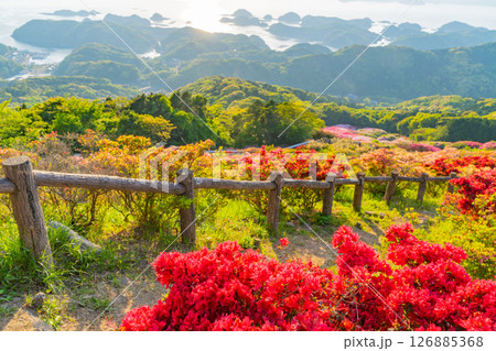 （長崎県）長串山公園　満開のツツジの向こうに北九十九島 126885368