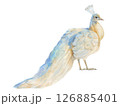 白クジャクの水彩イラスト 126885401