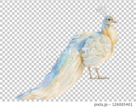 白クジャクの水彩イラスト 126885401