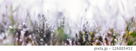 Wild herbs field wide panoramic view 126885452