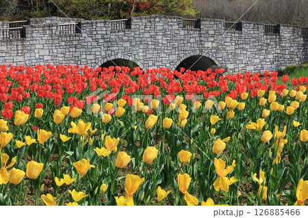 一面のチューリップ畑の広がる花の丘公苑の風景 126885466