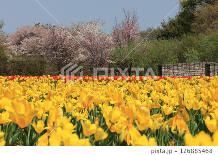 一面のチューリップ畑の広がる花の丘公苑の風景 126885468