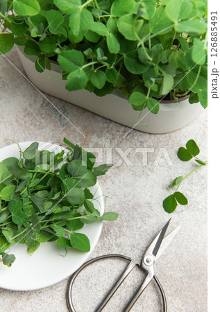 Fresh microgreens pea shoots with scissors on gray background ready for harvesting Fresh microgreens pea shoots with scissors on gray background ready for harvesting 126885491