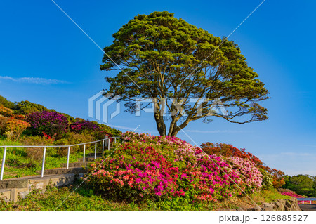 (長崎県)長串山公園 満開のツツジ (長崎県)長串山公園 満開のツツジ 126885527