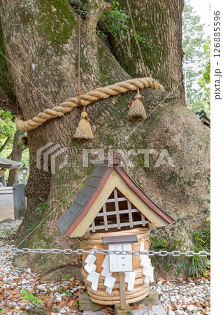 鳴門市にある大麻比古神社内の大クスノキ 鳴門市にある大麻比古神社内の大クスノキ 126885596