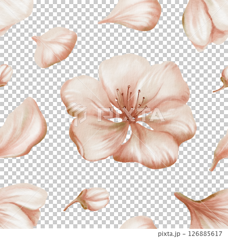 Cherry blossoms and delicate buds,petals in seamless pattern on transparent background. Soft watercolor floral illustration for spring wedding decor, botanical branding or romantic stationery design 126885617