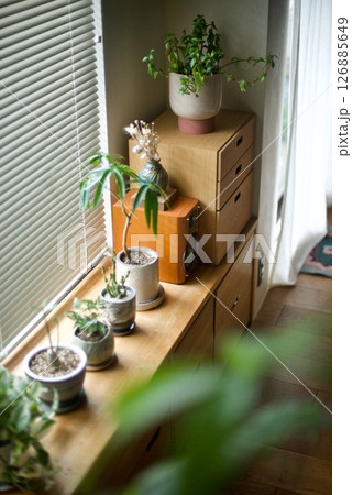 窓辺に並べた観葉植物の鉢 窓辺に並べた観葉植物の鉢 126885649