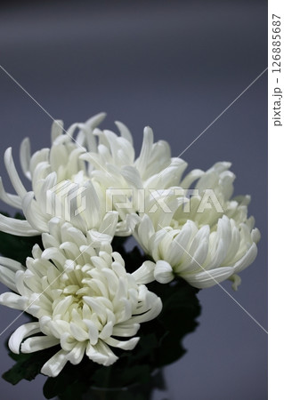 訃報、お悔みのイメージの花 訃報、お悔みのイメージの花 126885687