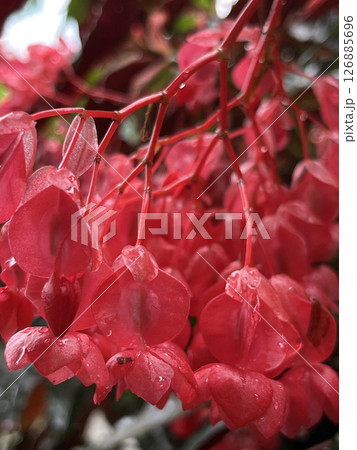 花 フラワー お花 126885696
