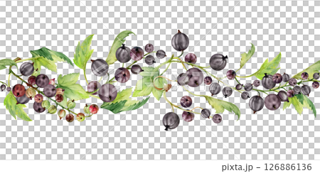 Currant gooseberry clusters with leaves, ripe berry juneberry casseille jostaberry, hand drawn in watercolor. Isolated seamless banner border garland for dessert menu, eco farmers market, gardening 126886136