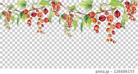 Branches of currant gooseberry clusters with leaves, ripe berry casseille jostaberry juneberry, hand drawn in watercolor. Isolated seamless banner border. Dessert menu, eco farmers market, gardening. Branches of currant gooseberry clusters with leaves, ripe berry casseille jostaberry juneberry, hand drawn in watercolor. Isolated seamless banner border. Dessert menu, eco farmers market, gardening. 126886155