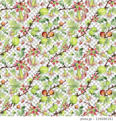 Gooseberry berries flower buds leaves on thorny branch, ripe garden casseille currant. Cut out seamless diagonal pattern hand drawn in watercolor. Home preserves cookbook, packaging, wrapping paper Gooseberry berries flower buds leaves on thorny branch, ripe garden casseille currant. Cut out seamless diagonal pattern hand drawn in watercolor. Home preserves cookbook, packaging, wrapping paper 126886161