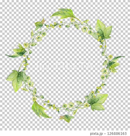 Green leaf, long cluster flower in water dew drops. Bush tree foliage hand drawn in watercolor, Currant gooseberry maple sycamore avens. Isolated wreath frame crown. Florist shop, eco herbal cosmetics 126886163